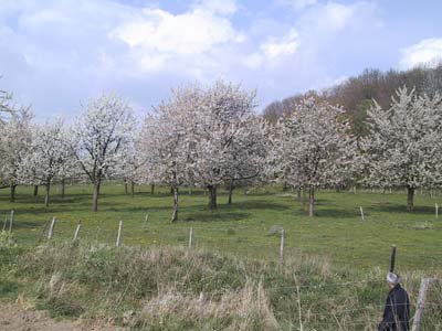 Hoogstamboomgaard in de omgeving van Maastricht